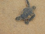 Green sea turtle infant making its way towards the sea
