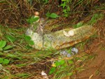 Green sea turtle limb--killed by a jaguar