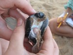 Undeveloped green turtle fetus found dead in nest