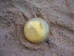 Undeveloped green turtle egg found dead in nest