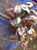 Crabs in the market