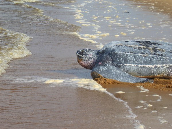 Critically Endangered leatherback sea turtle returning to the sea in Suriname after laying eggs. Photo by: Jeremy Hance.