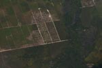 Oil palm development in Central Kalimantan [kalimantan_0012]