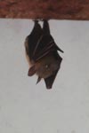 Fruit bat [kalimantan_0074]