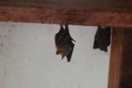 Fruit bat [kalimantan_0078]