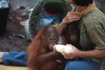 Orphaned Orangutan drinking milk while another looks on