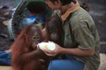 Two Baby Orangutans, both orphans