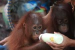 Close Up On Baby Orangutan with Bottle