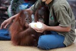 Baby Orantutan feeding while another looks on