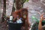 Baby Orangutan looking for a bottle