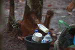 Baby Orangutan after finding the bottle