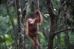 Baby Orangutan on tree trunk holding camera