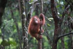 Lone Baby Orangutan