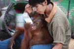 Orphaned Orangutan drinking milk 