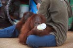 Orphaned orangutan finishing the bottle
