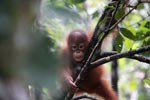Baby Orangutan in tree [kalimantan_0115]