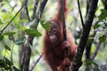 Baby Orangutan Eating a leaf