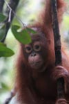 Baby Orangutan Eating a leaf [kalimantan_0122]