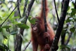 Baby Orangutan looking for leaves to eat