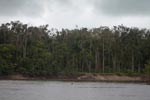 Orangutan island - note that trees have been stripped of their bark