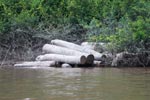 Cut timber awaiting shipment in Central Kalimantan [kalimantan_0140]