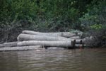 Potong pengiriman kayu menunggu di Kalimantan Tengah