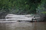 Cut timber awaiting shipment in Central Kalimantan [kalimantan_0143]