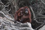 Mama Orangutan with baby in her lap