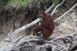 Orangutan crounching on dead tree