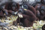 Orangutans feasting on corn [kalimantan_0164]