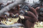 Orangutans feasting on corn [kalimantan_0165]