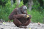 Orangutan eating corn