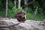 Orangutan eating corn [kalimantan_0172]