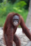 Full Lipped Orangutan