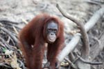 Full Lipped Orangutan [kalimantan_0177]