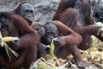 Orangutans feasting on corn