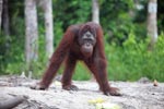 Long armed Orangutan