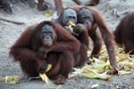 Orangutan contemplates the value of eating corn