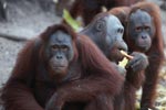 Orangutans feeding on Orangutan island