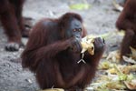 Orangutan eating corn [kalimantan_0211]