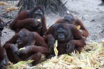 Orangutans feasting on corn [kalimantan_0223]