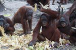 Orangutan rejects corn