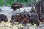 Orangutan defends islands by throwing corn at a passing boat [kalimantan_0228]