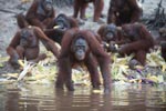 Orangutan wade out towards camera