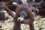 Orangutan enjoying watered down corn
