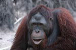 Orangutan makes faces