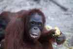 Orangutan with corn on its lips