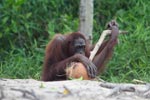 Orangutan examins coconut with a stick [kalimantan_0270]