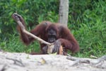 Orangutan examins coconut with a stick
