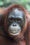 Full Lipped Orangutan [kalimantan_0297]